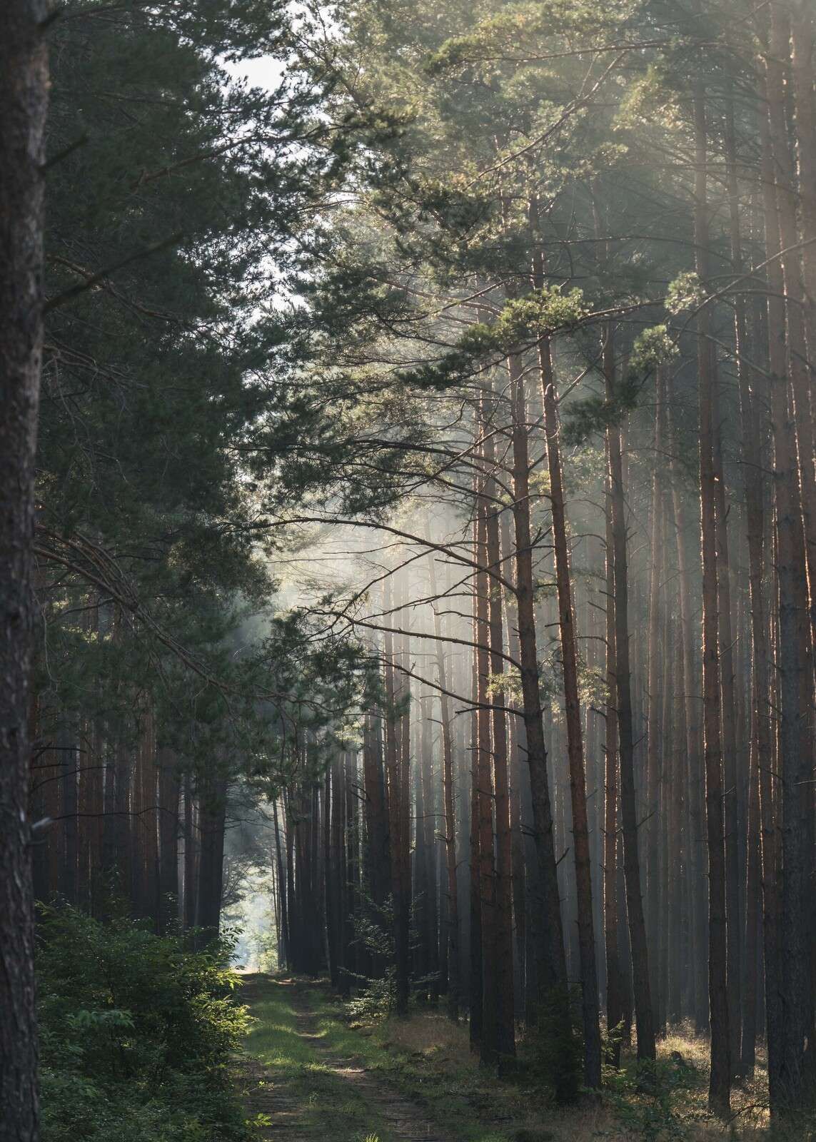 Autumn Glow in the Woods