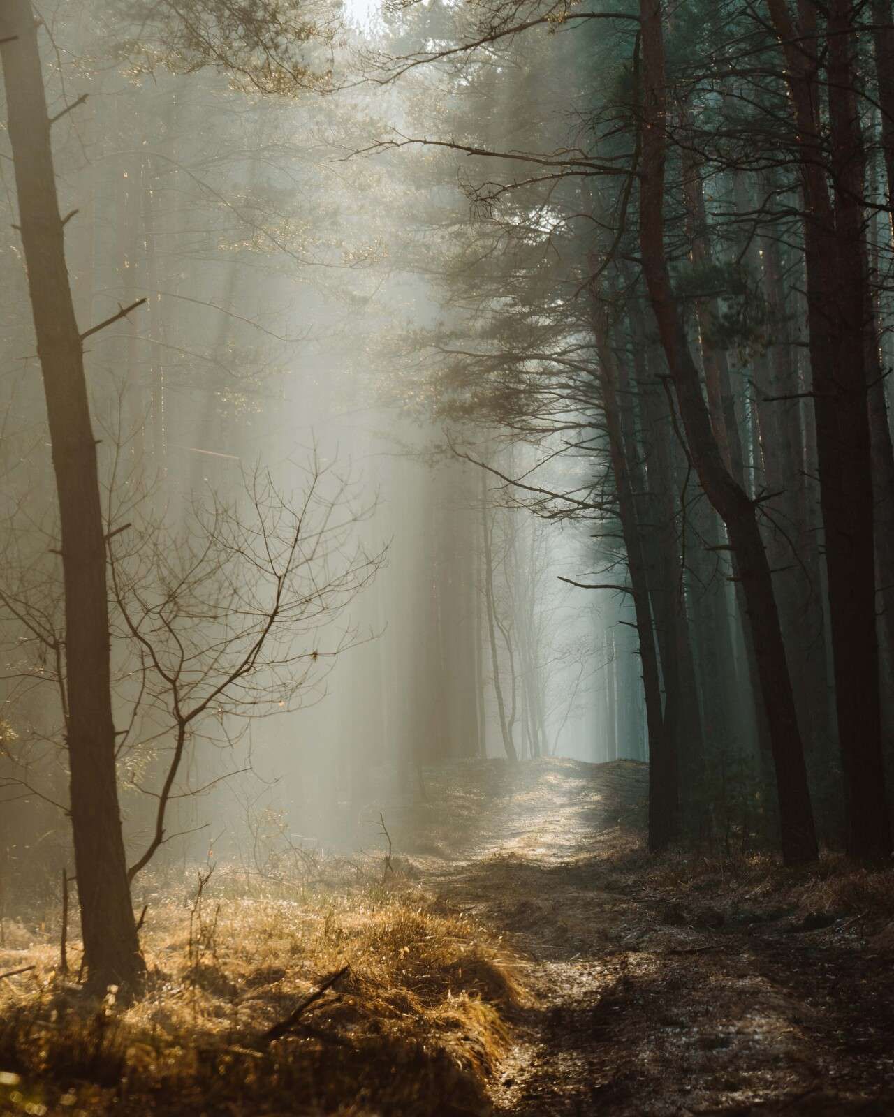 Light beams through the Forest