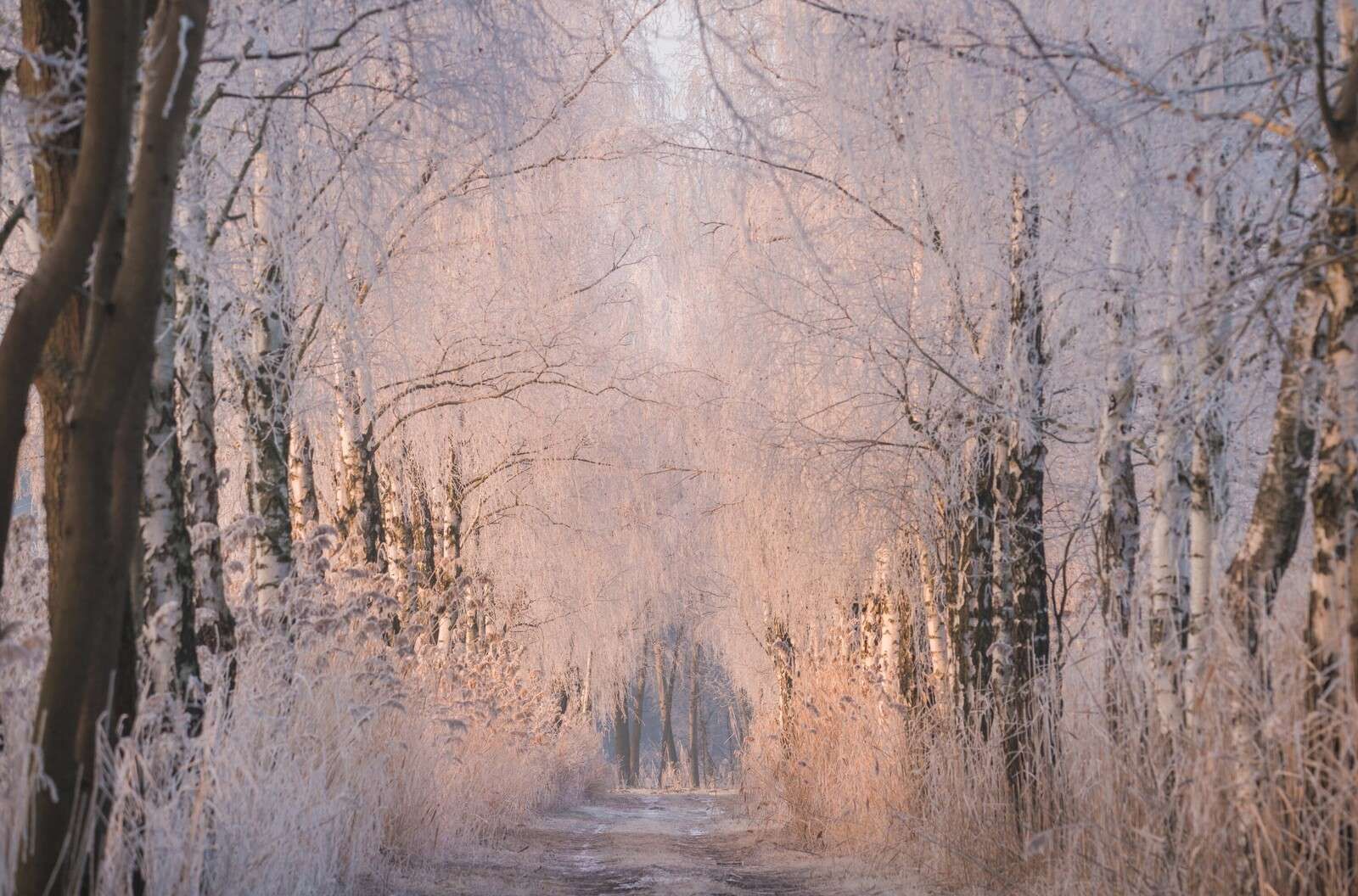 Tree row in the winter mist