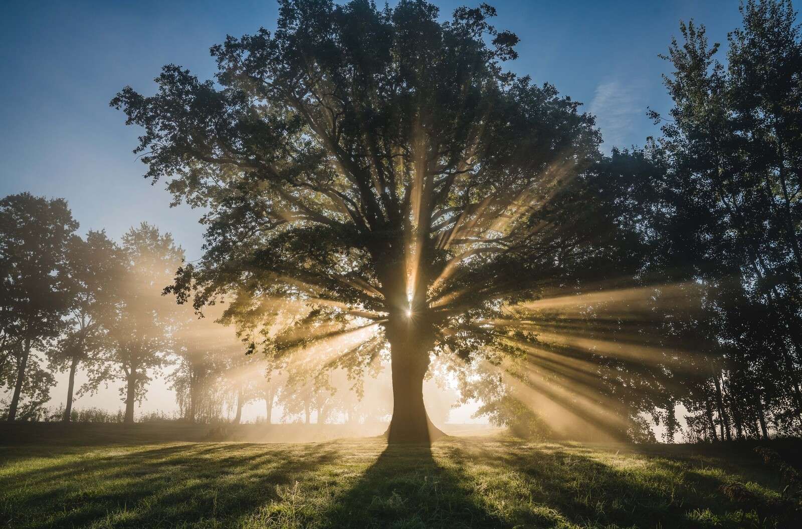 Sunbeams through the Old Oak