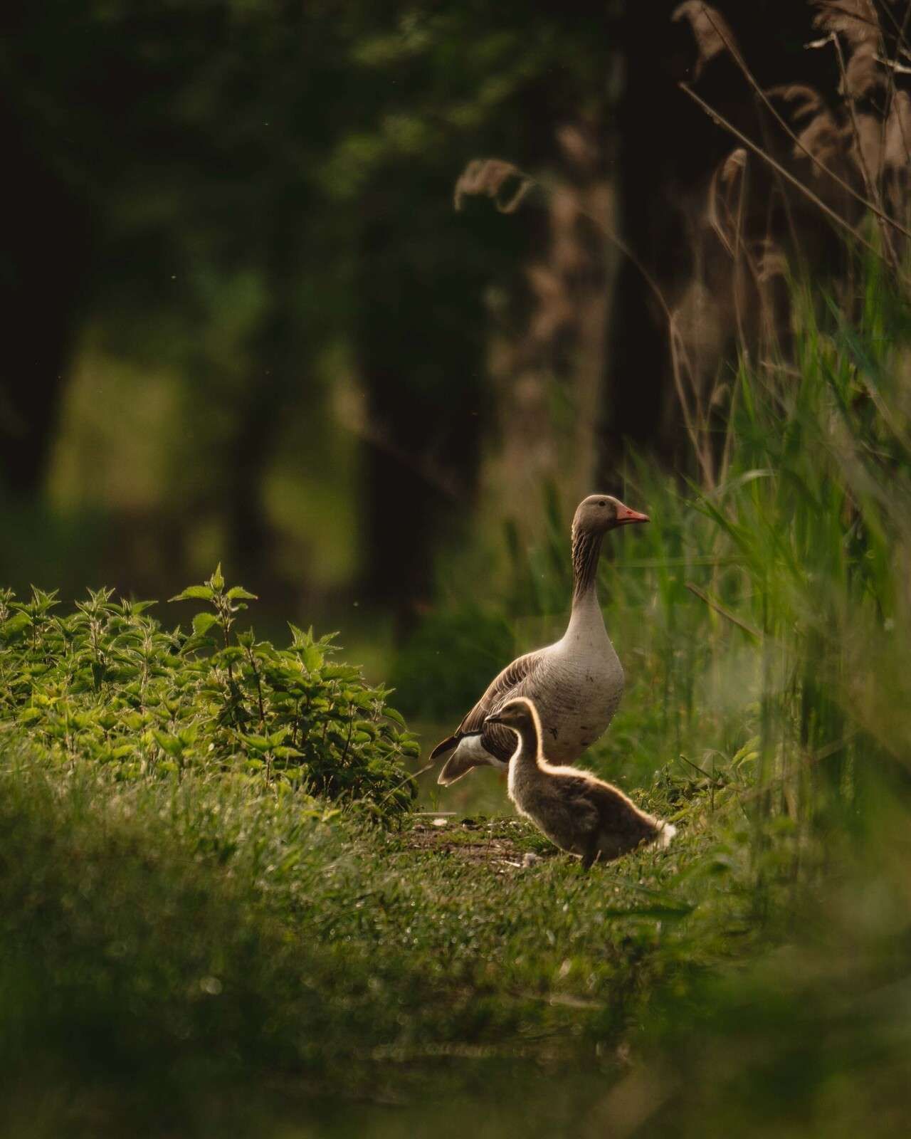 Goose family in the forest