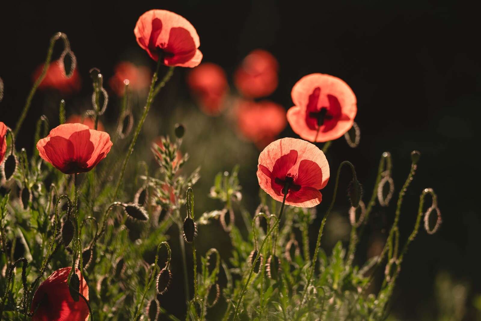 Dancing Poppies in Sunlight