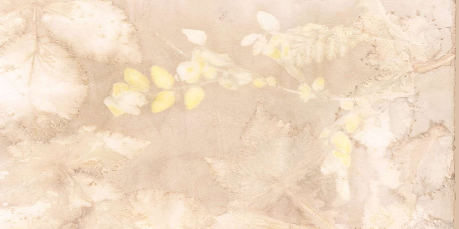 Snowberry and wild blackberry - hazelnut