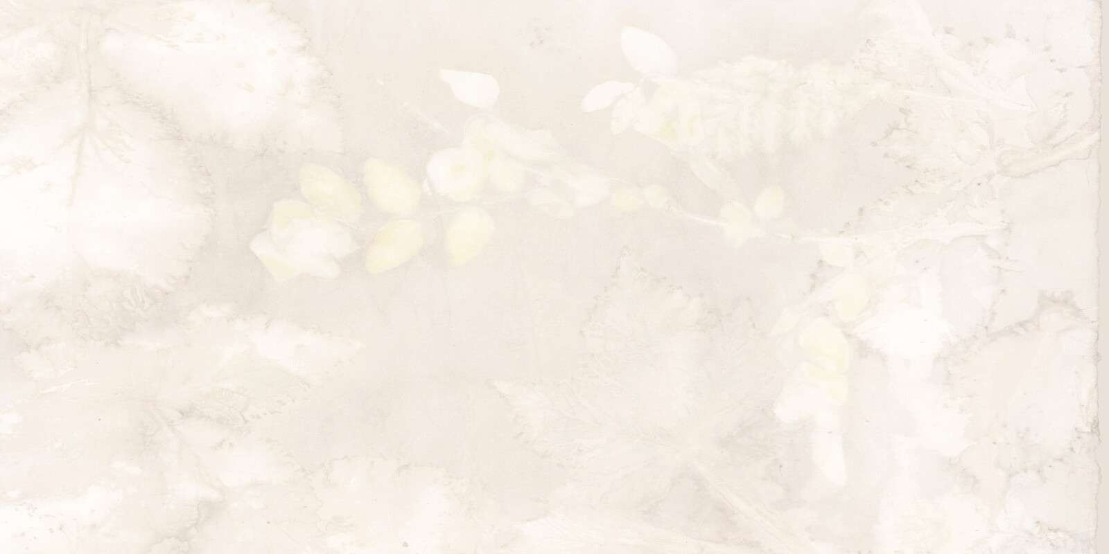 Snowberry and wild blackberry - shadow play