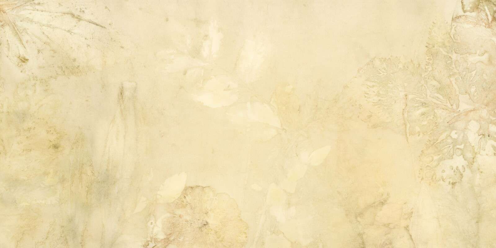 Plantain and wild geranium - backlight