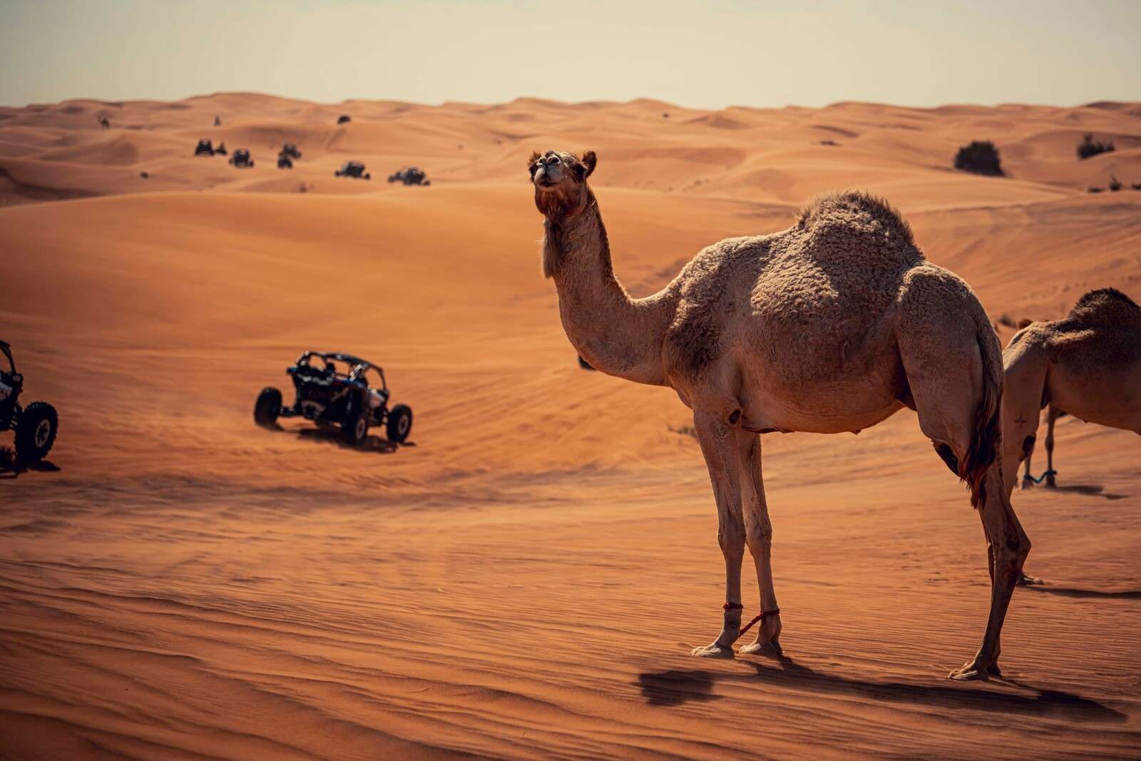 Off-road adventure in the desert