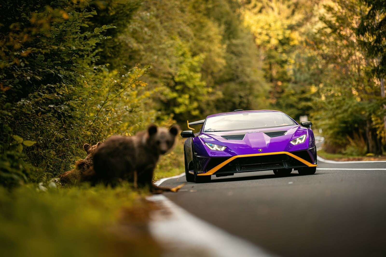 Lamborghini vs. wilderness