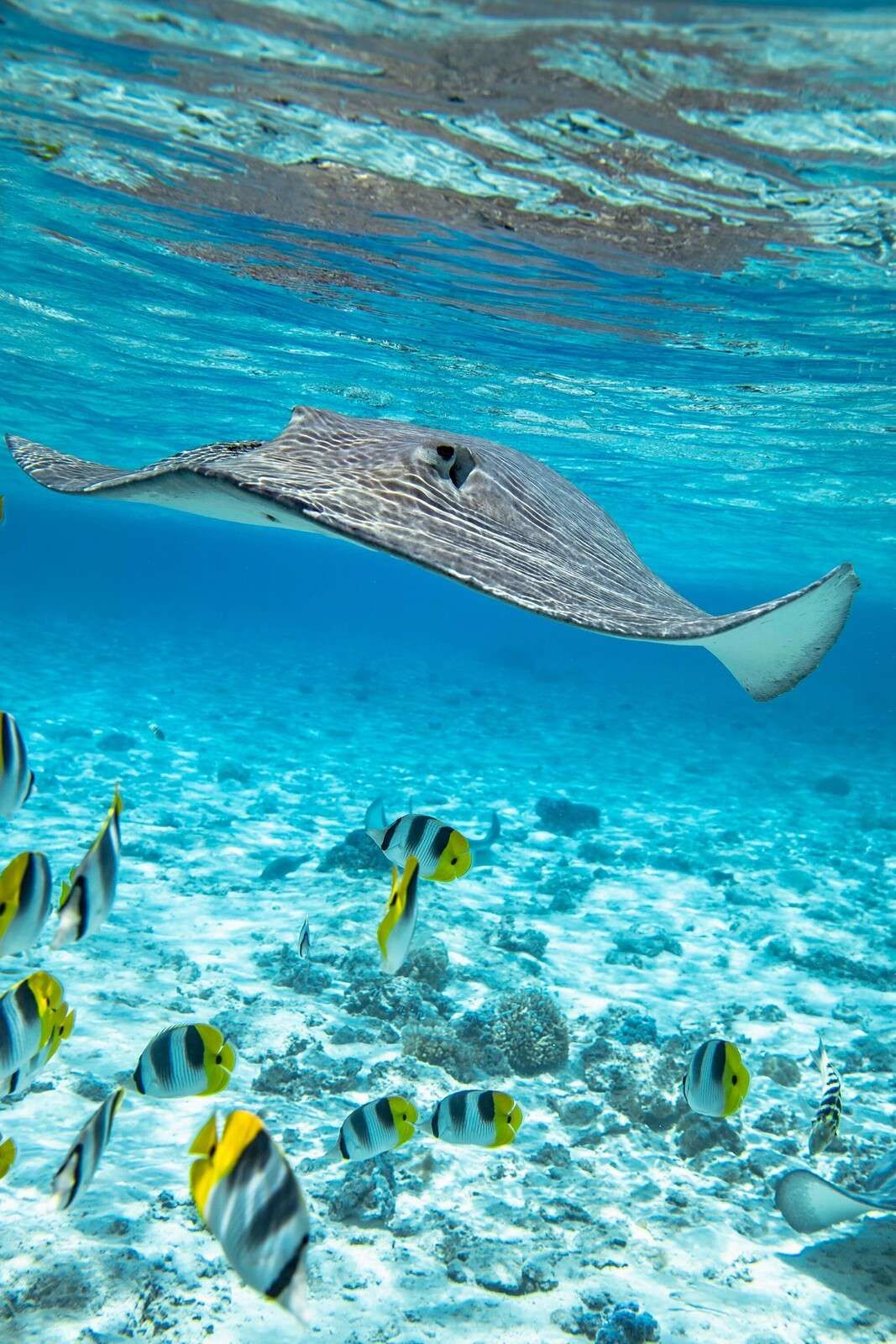 Stingray among coral fish