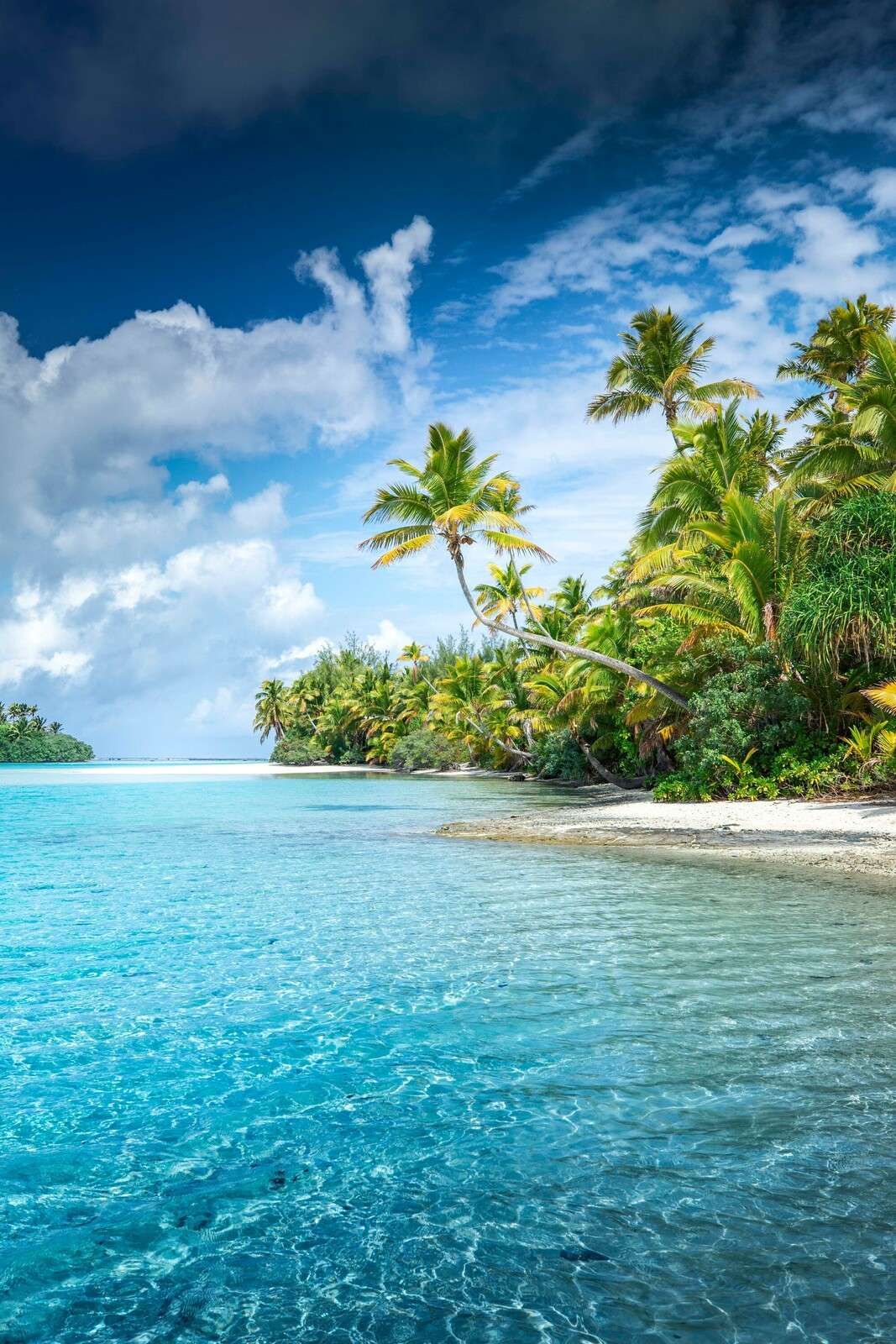 Bright tropical beach with palm trees