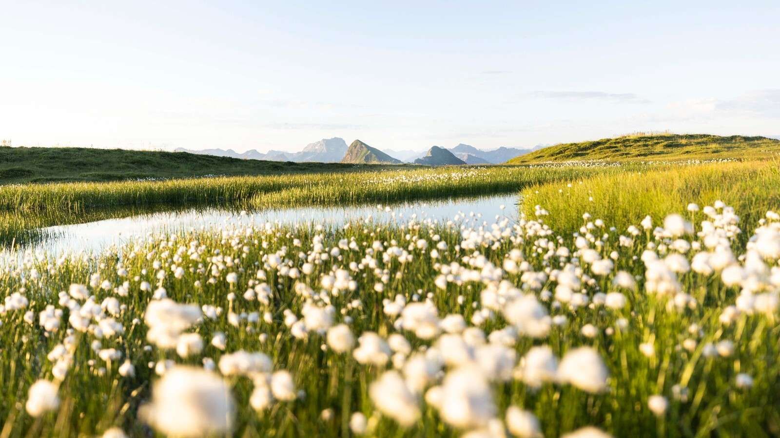 Summer light over flower-rich peat landscape