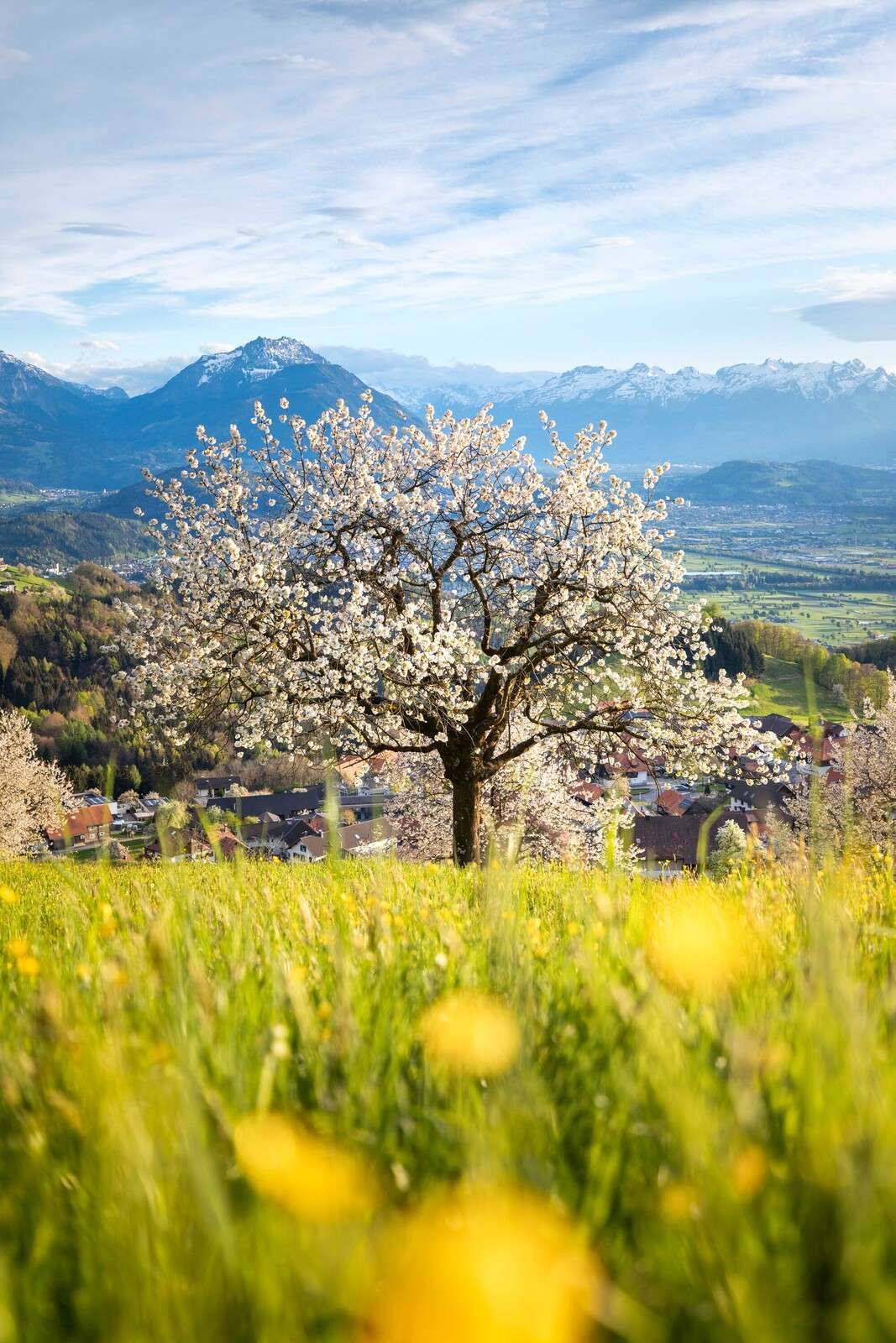 Blooming cherry tree in alpine meadow
