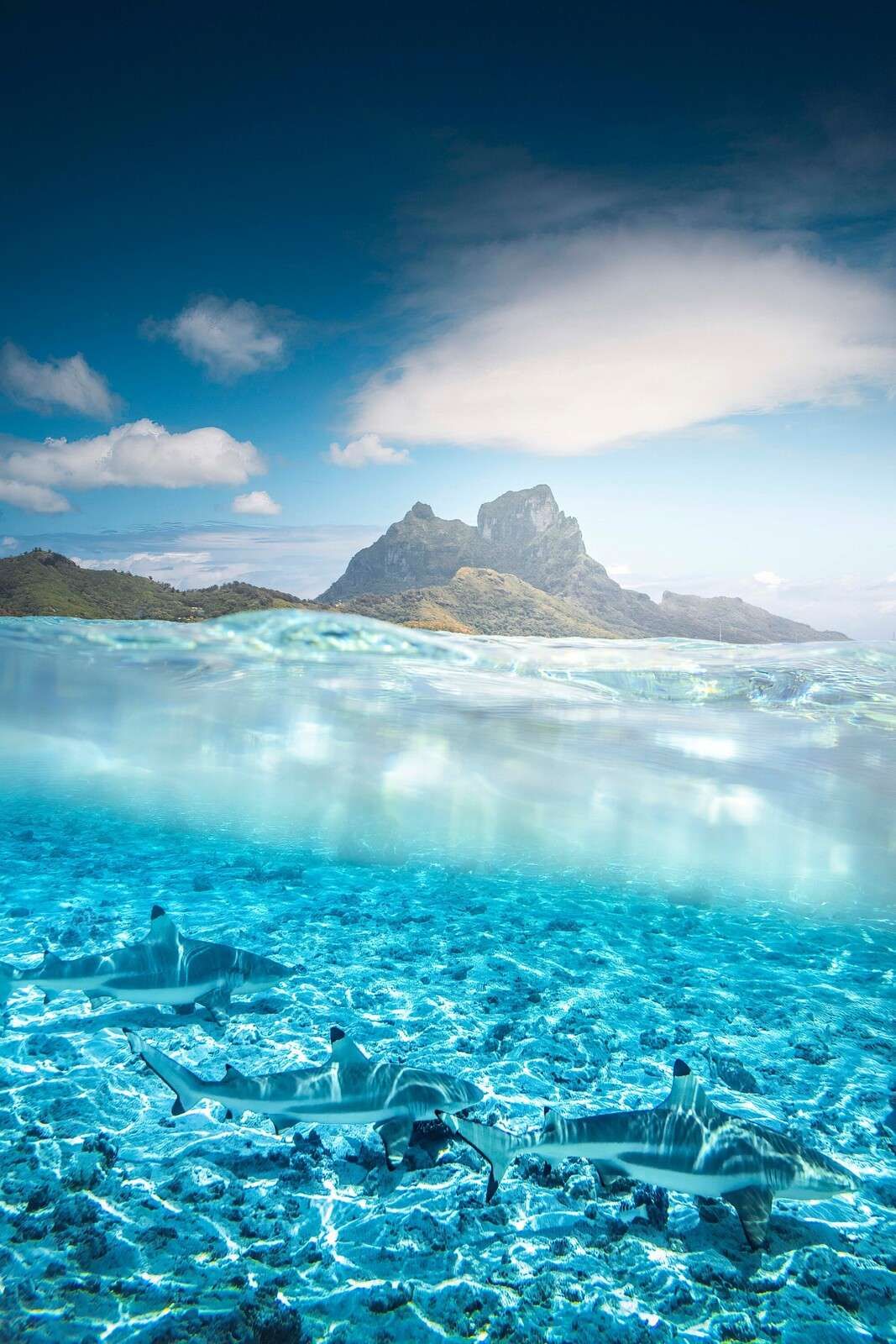 Shark in turquoise lagoon