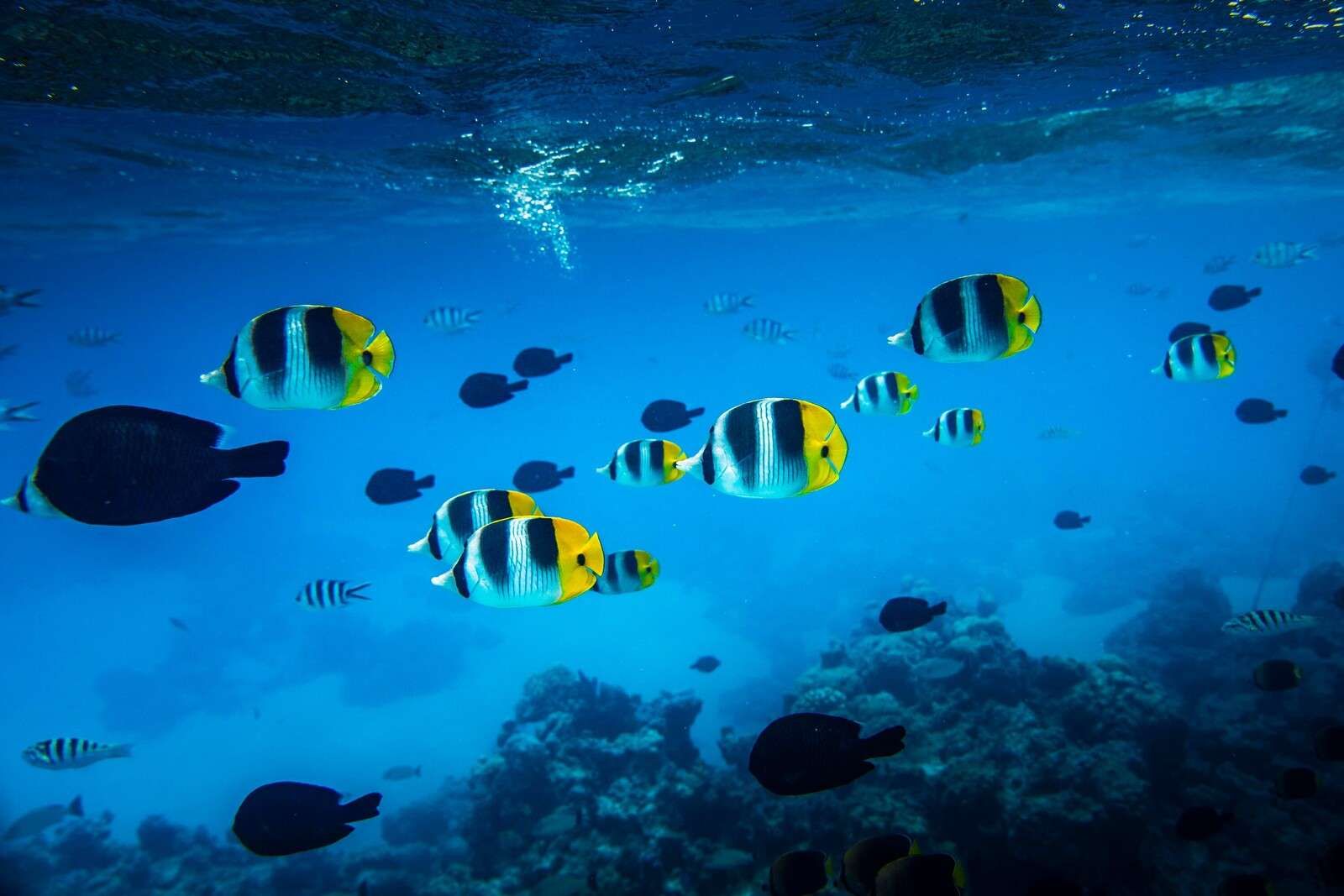 Tropical reef fish in clear blue water