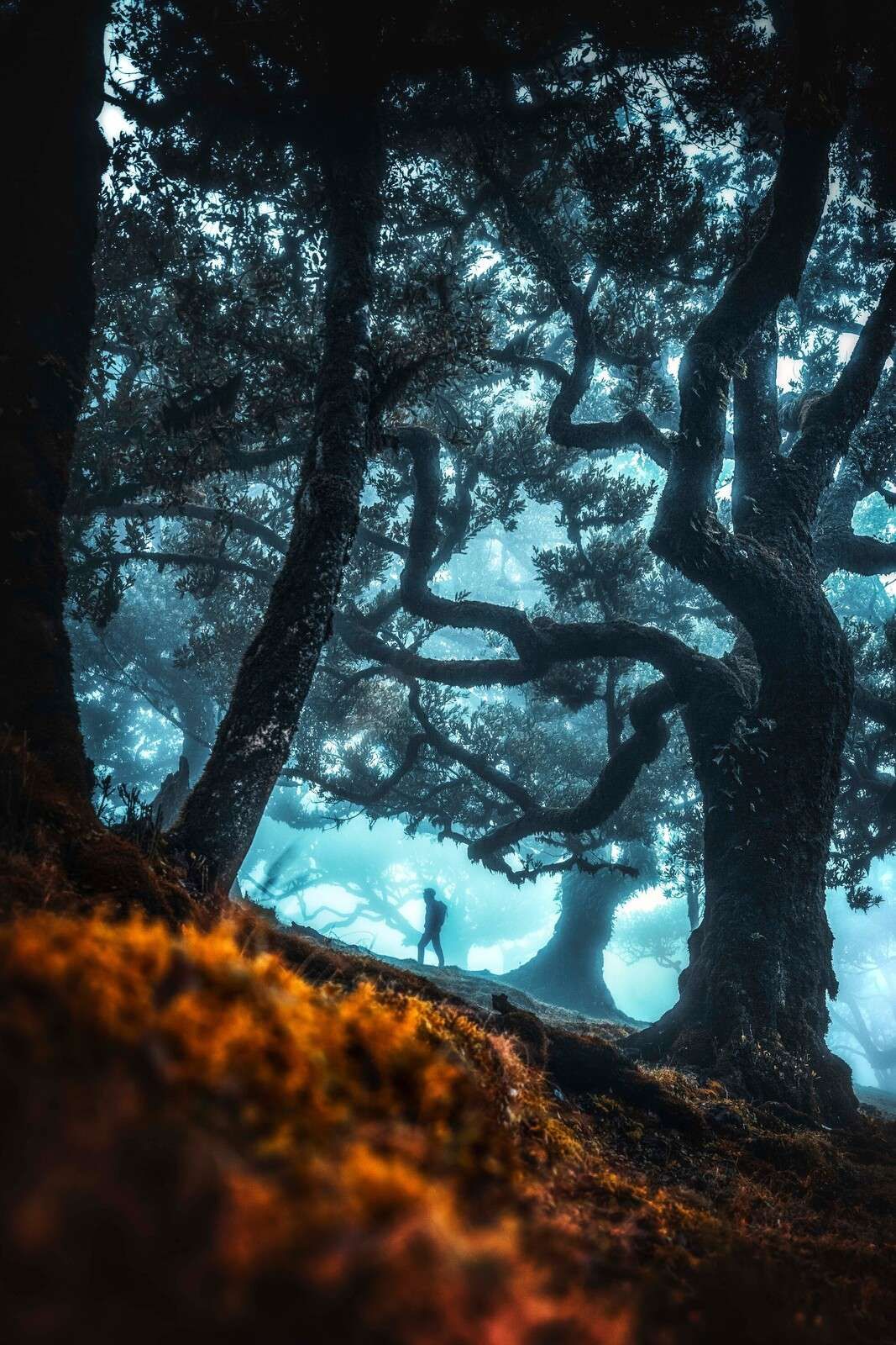 Mystical silhouette in misty forest