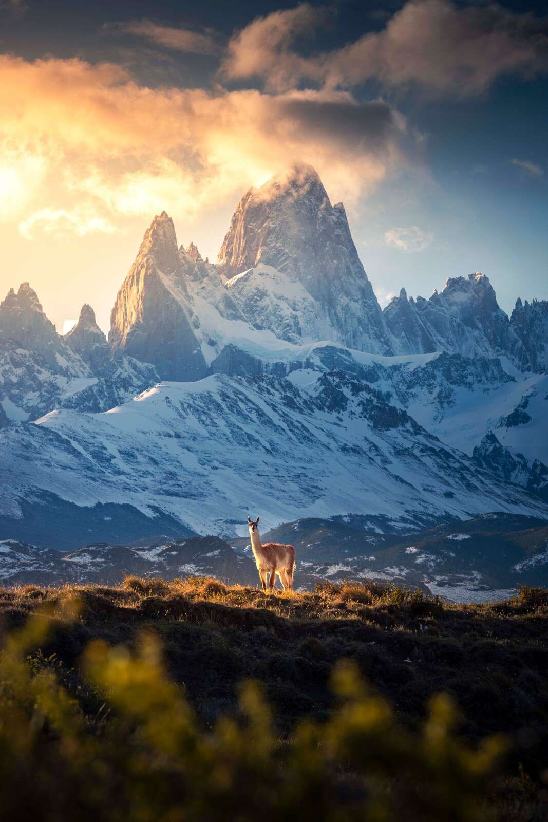 Guanaco in front of snowy Patagonian mountain peaks