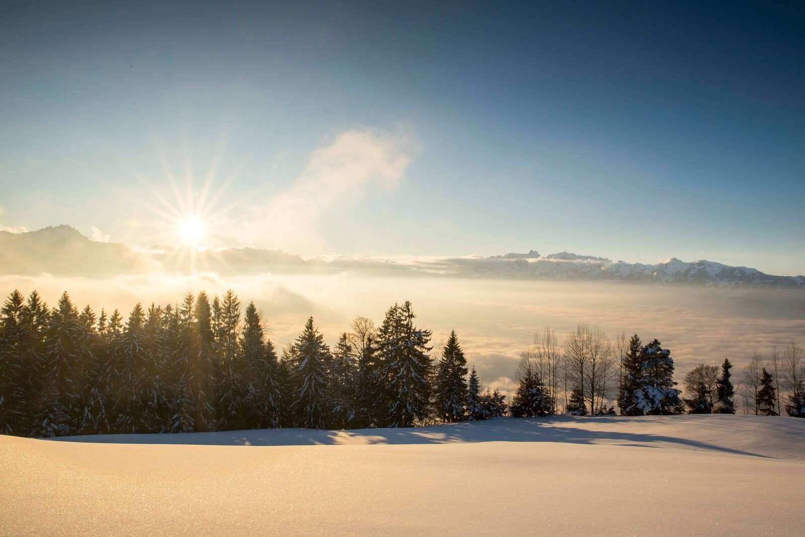 Sunrise above snowy pine forest