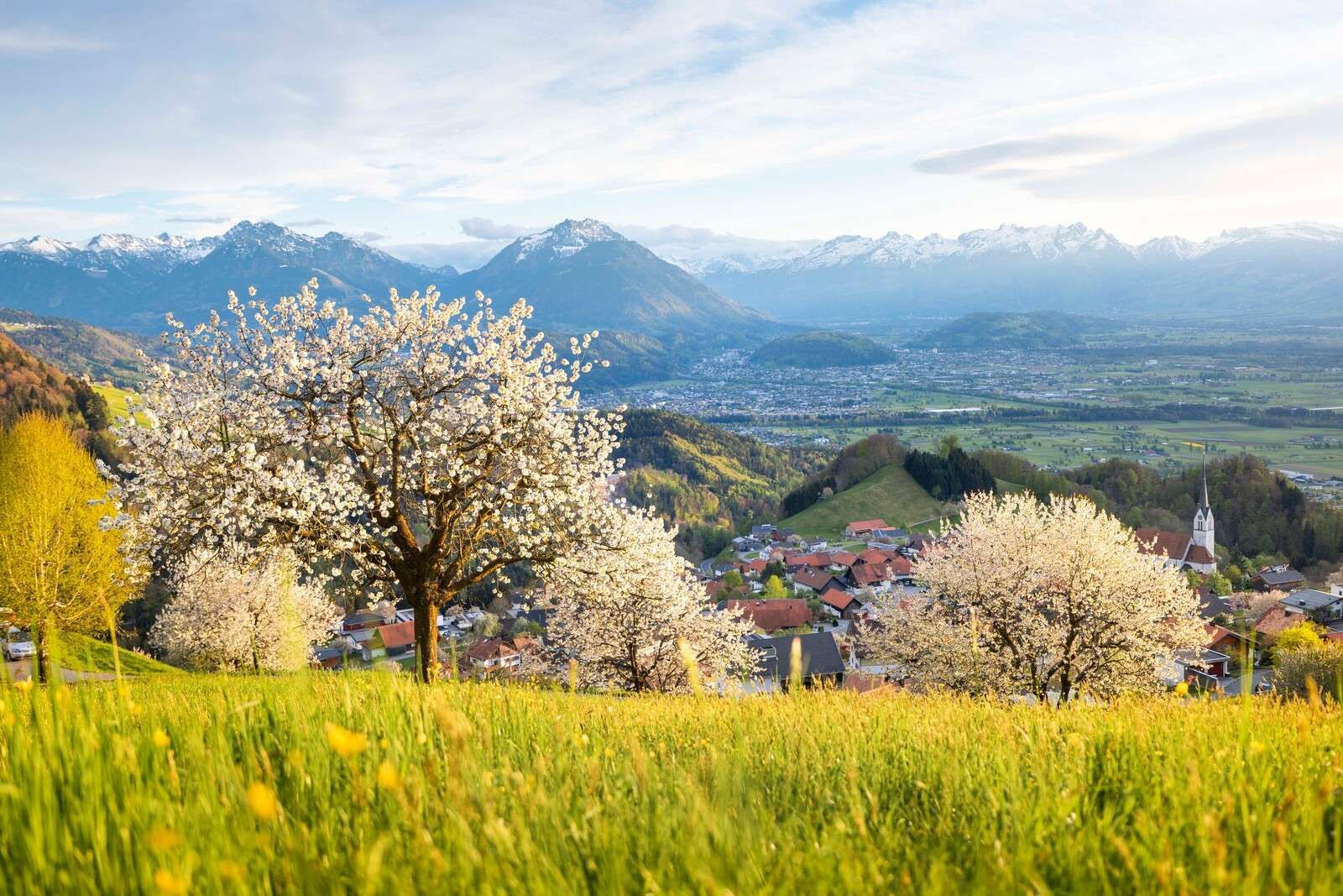Blossom-covered hills with Alpine views
