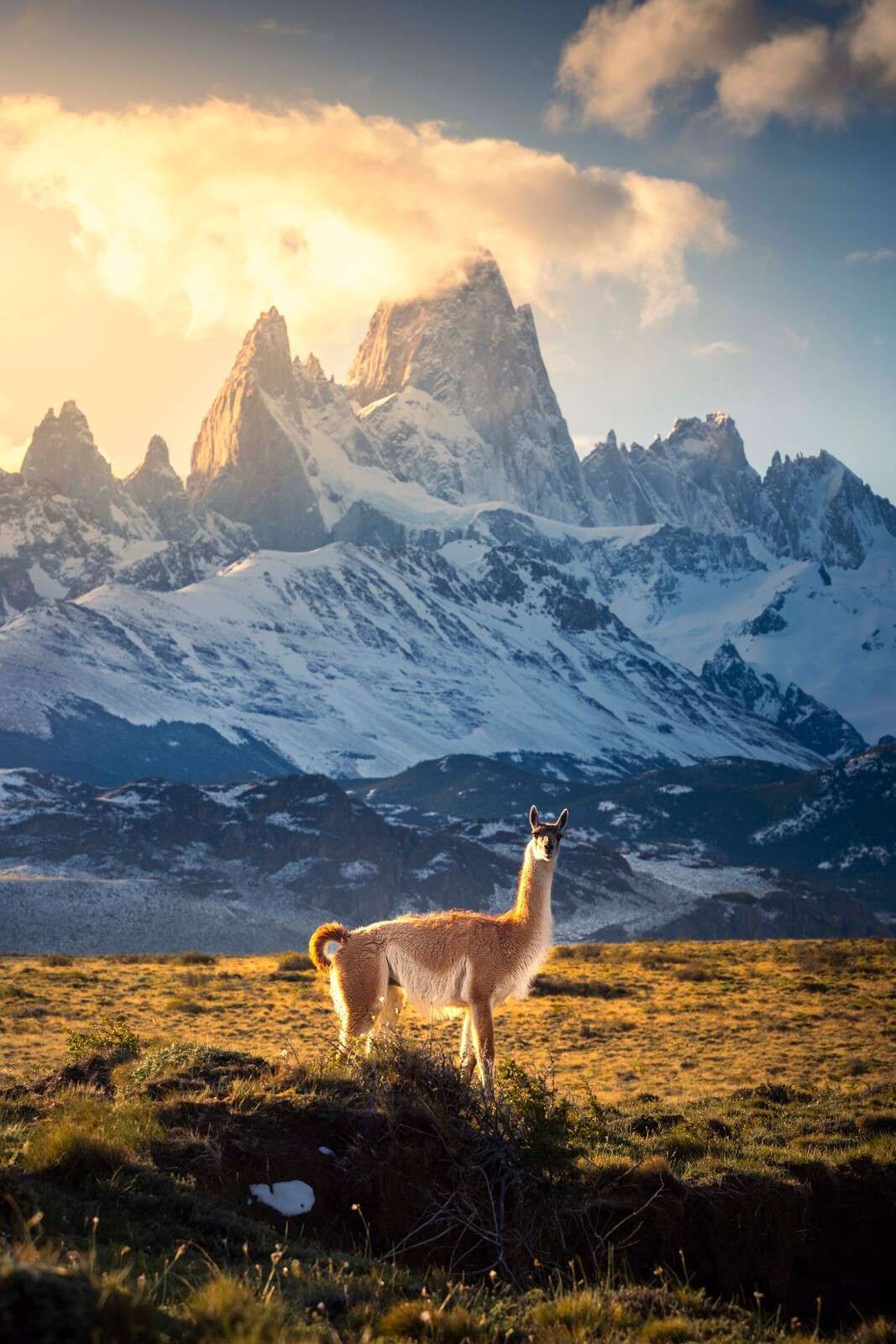Guanaco in sunlight in front of Andes peaks