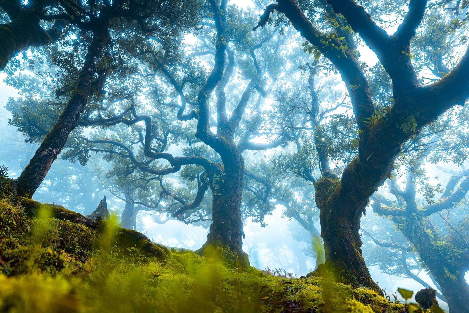 Fairy tale forest in morning mist