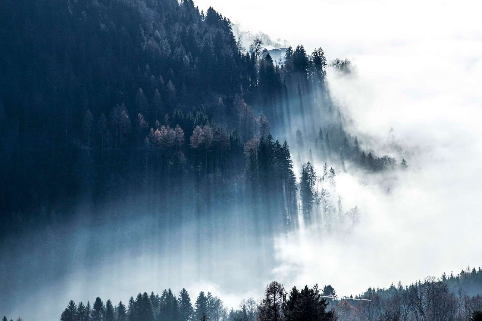 Morning light in misty forest