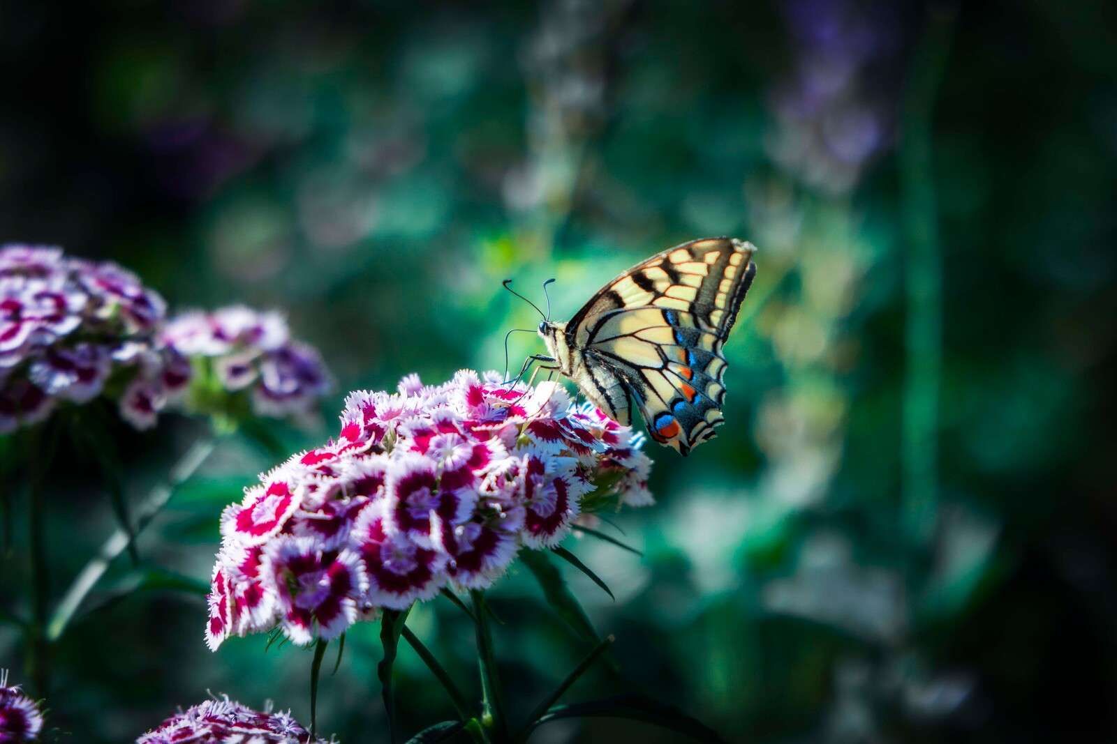 Butterfly on summer flowers