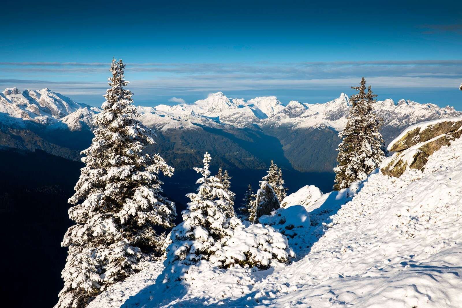 Snow-covered pine trees with mountain view