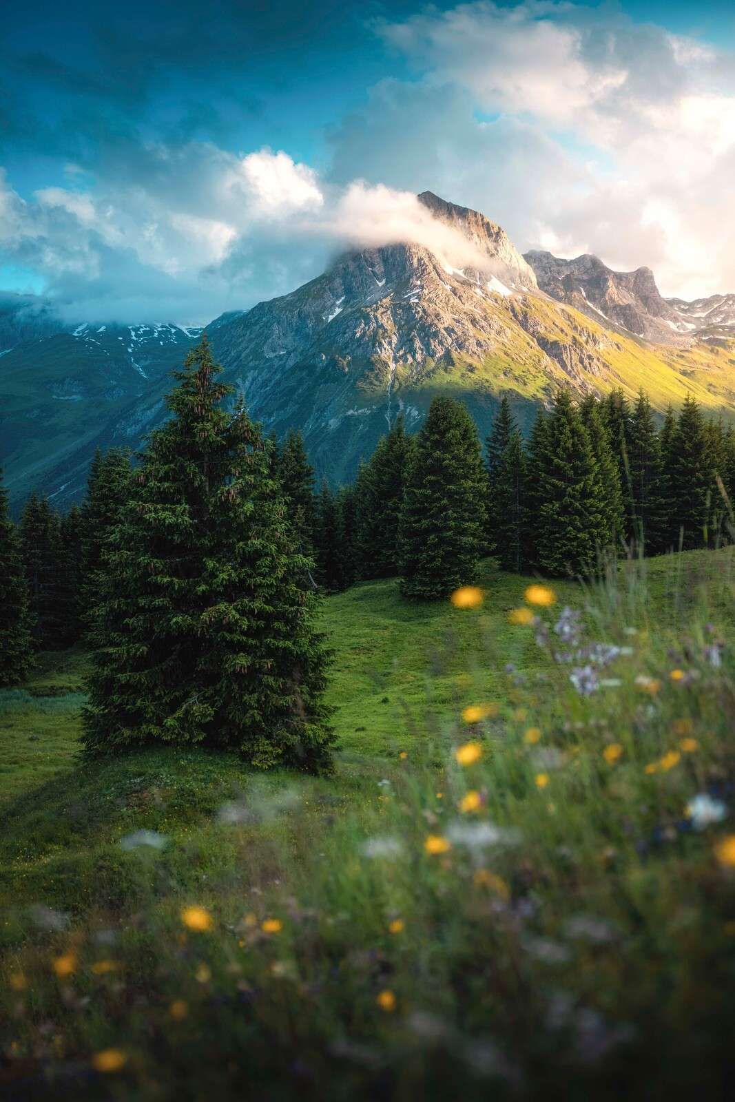 Mountain meadow in morning mist