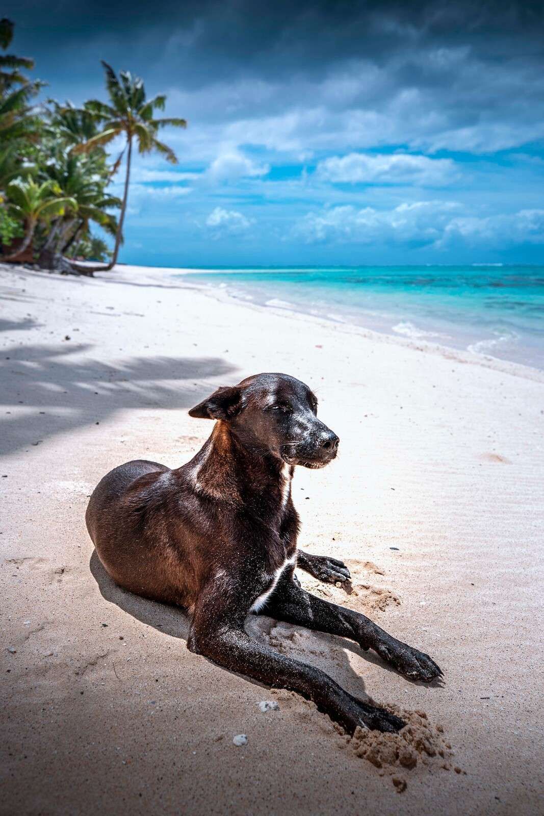 Black dog on tropical beach
