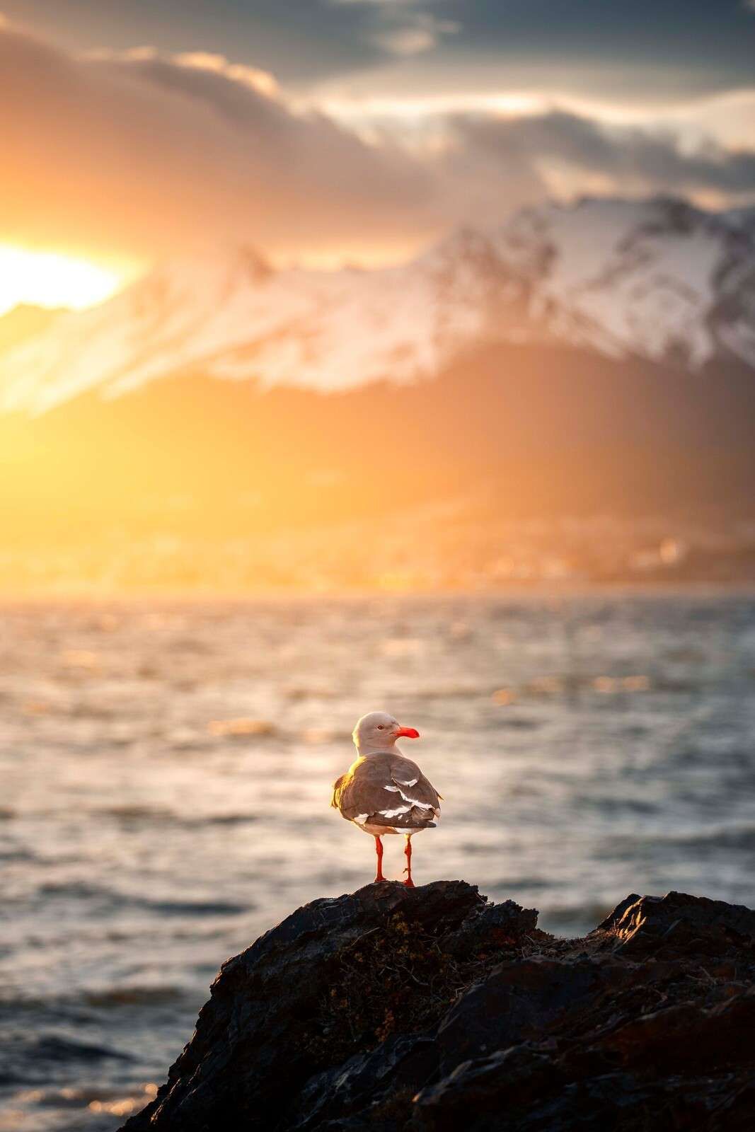 Seagull at sunset by fjord