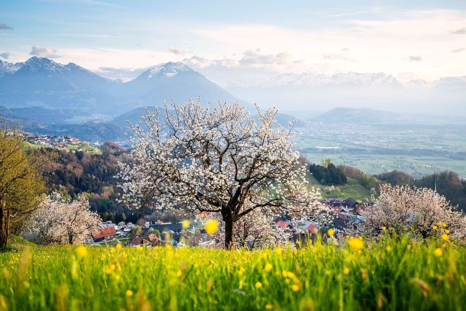 Blossoming tree in mountain valley in spring sun