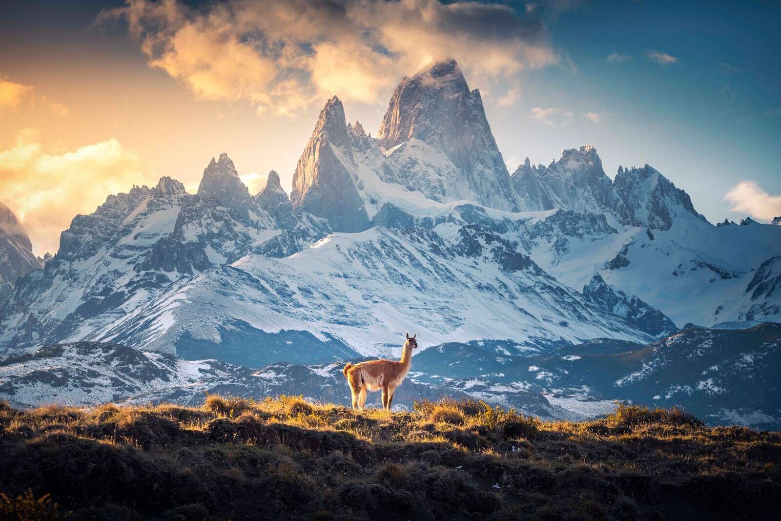 Guanaco near snowy mountain peaks