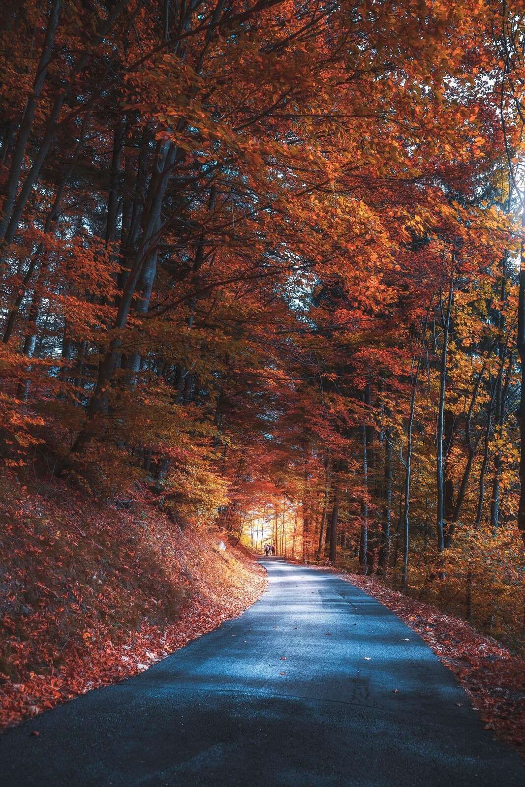 Autumn Path Through Fiery Forest
