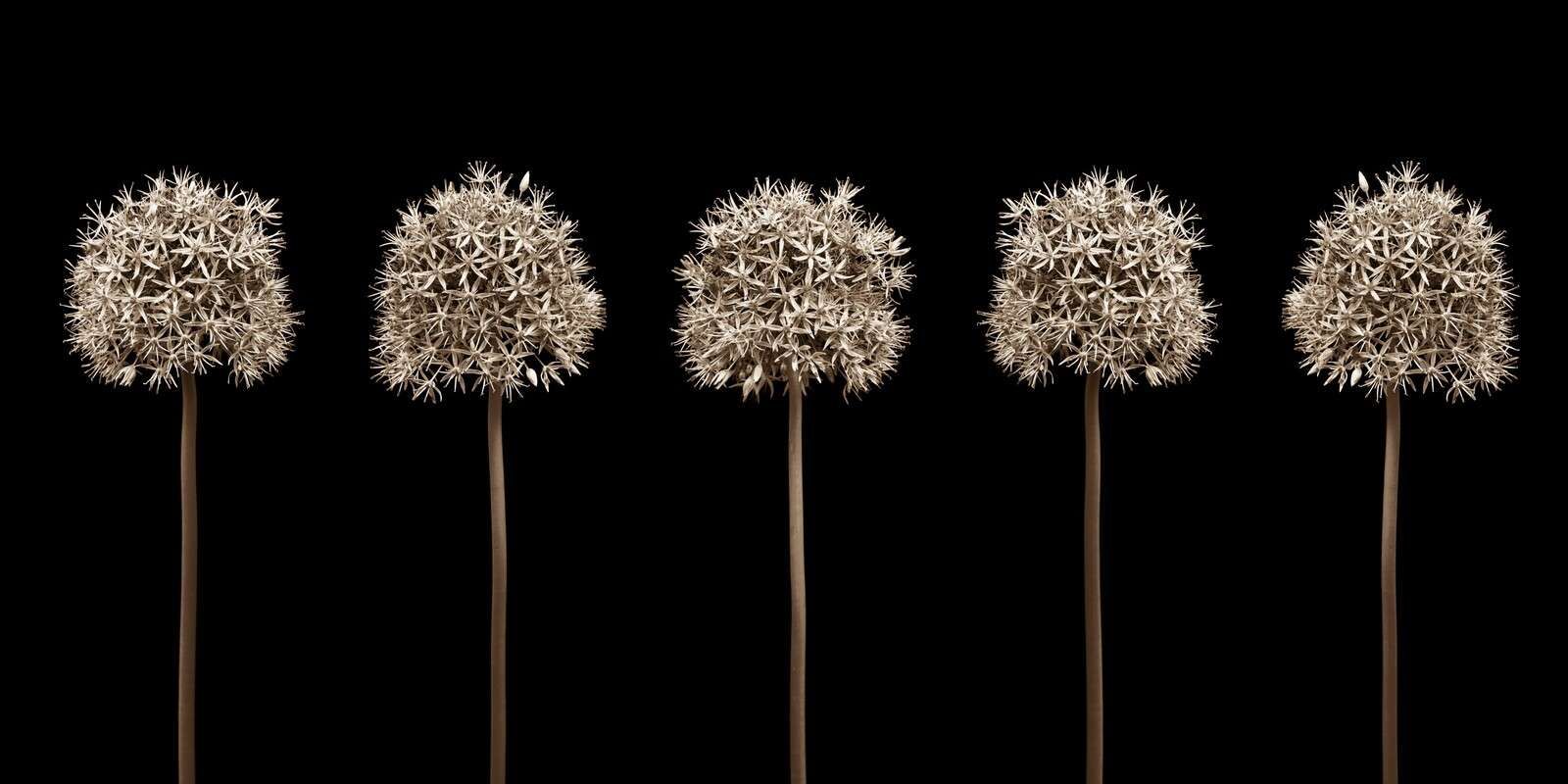 Group of allium flowers in a row, close-up