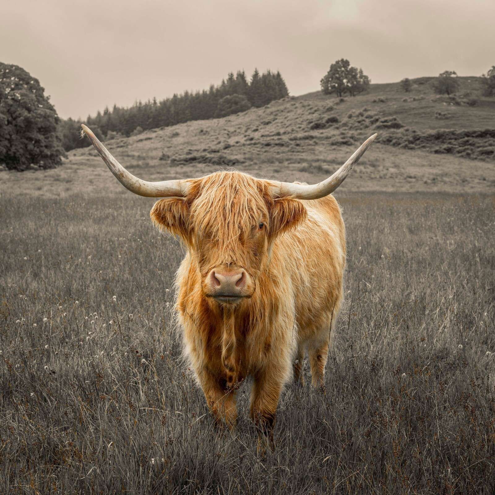 Highland Cow