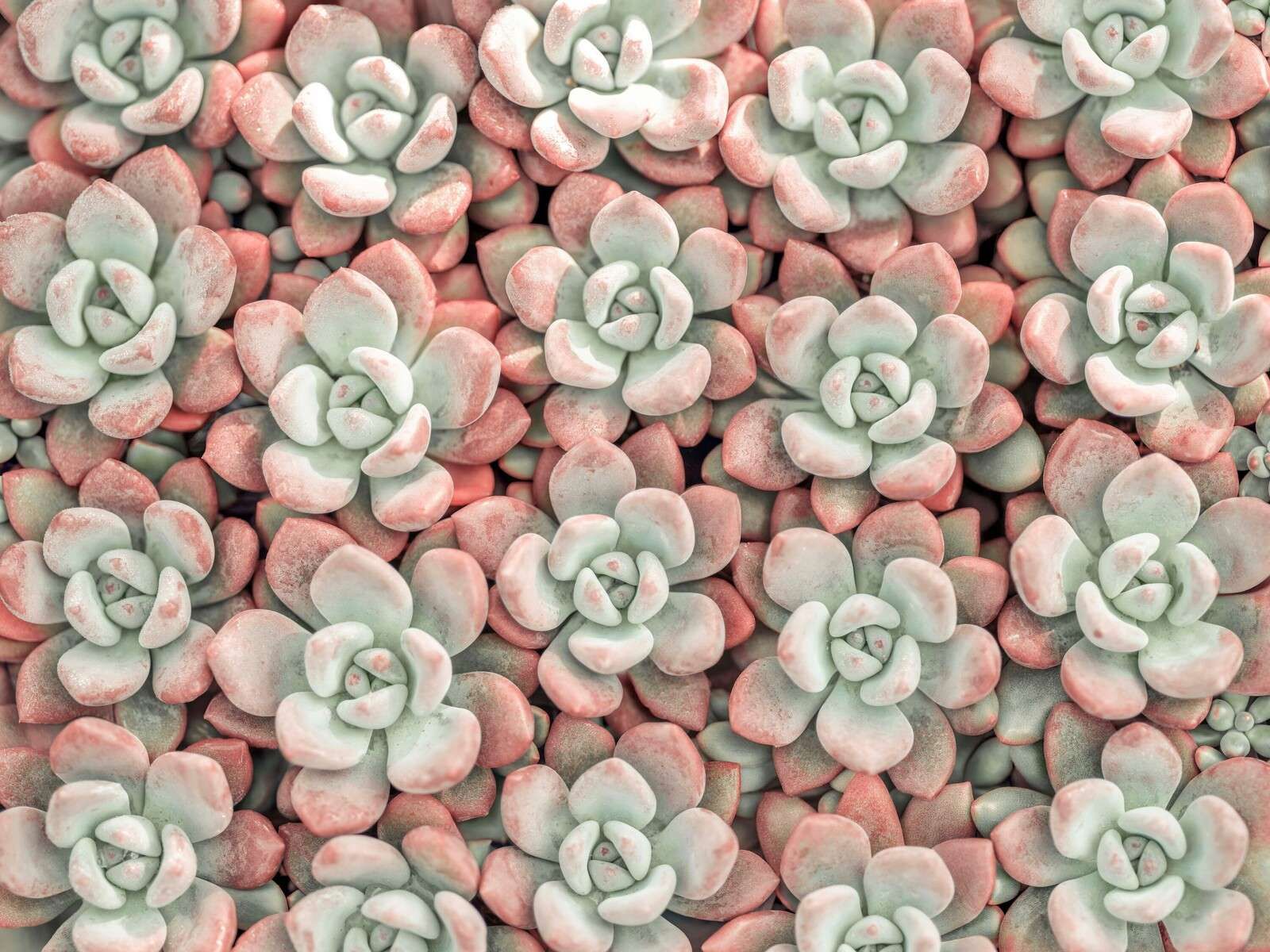 Succulents plant, full frame