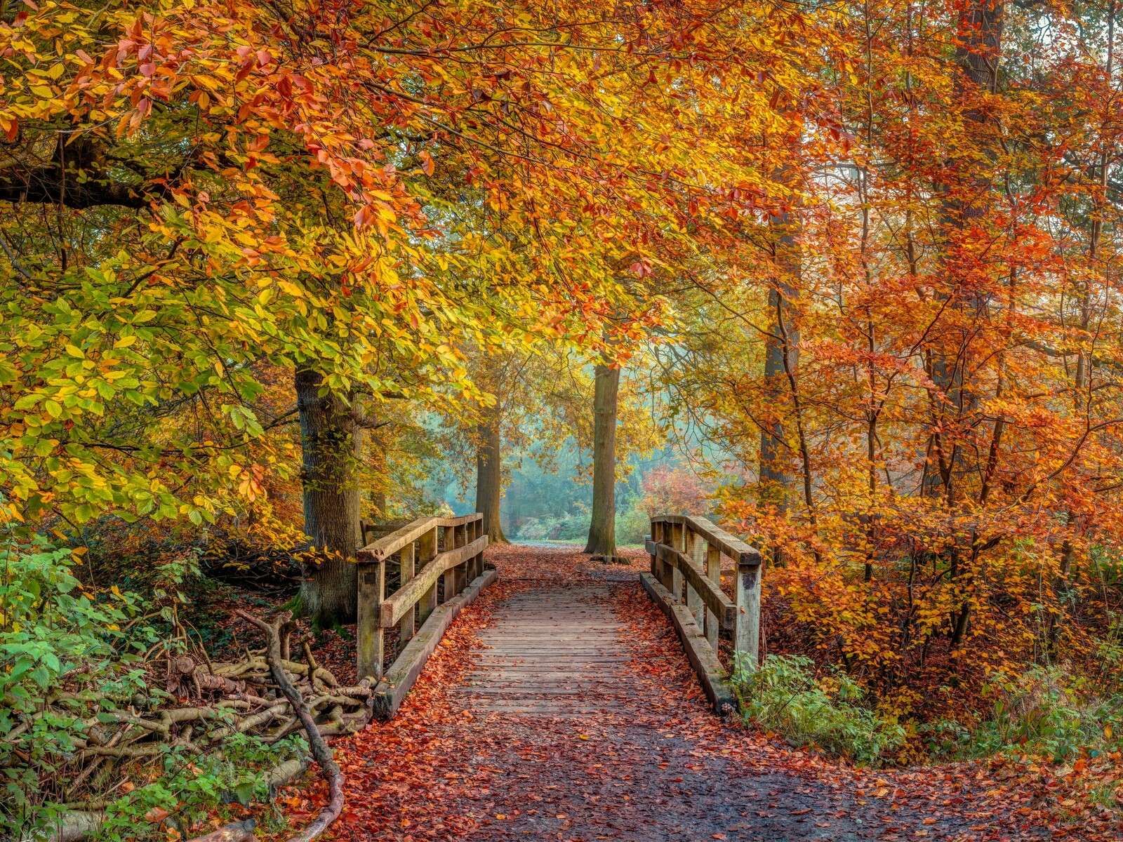Wooden bridge in autumn forest