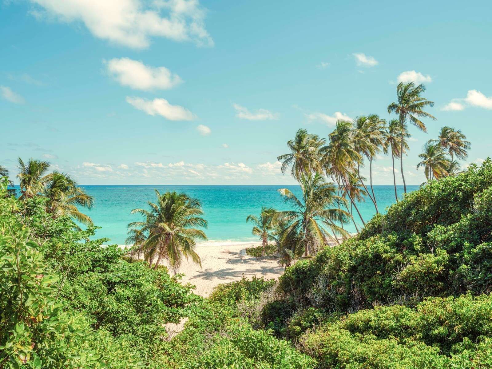 Palm trees on the beach in Barbados.