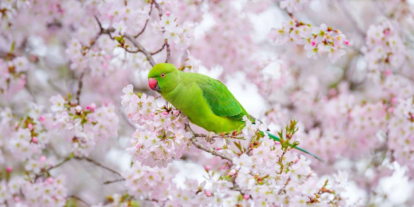 Parrot sitting on blossom tree