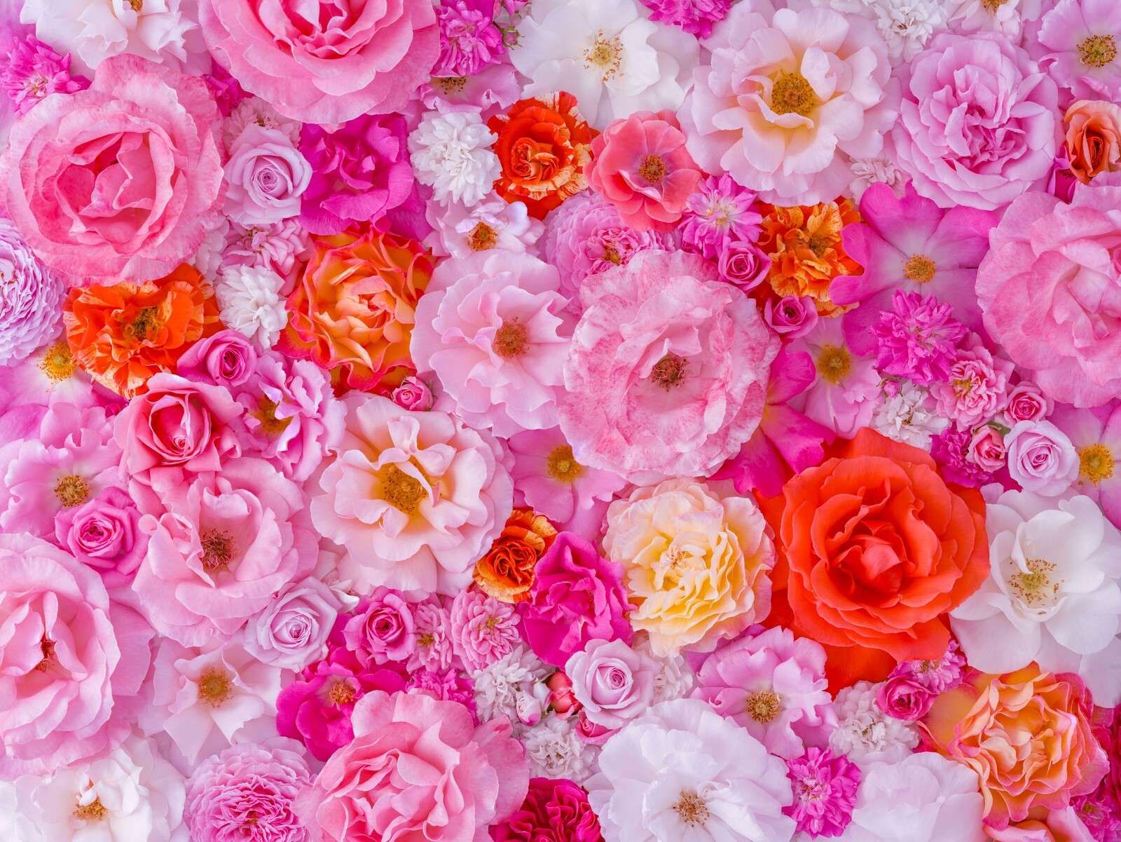 Full frame of a variety of garden roses, flower background