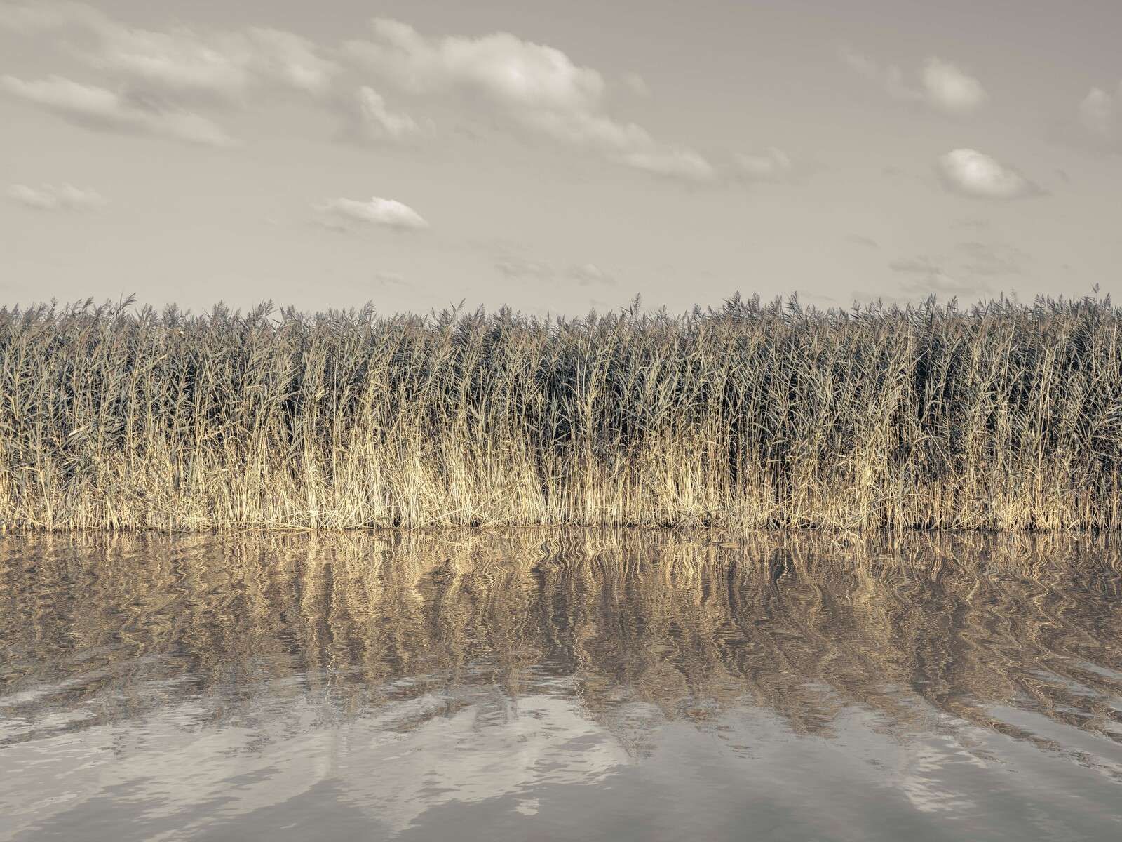 Tall reeds lining the banks of a calm canal