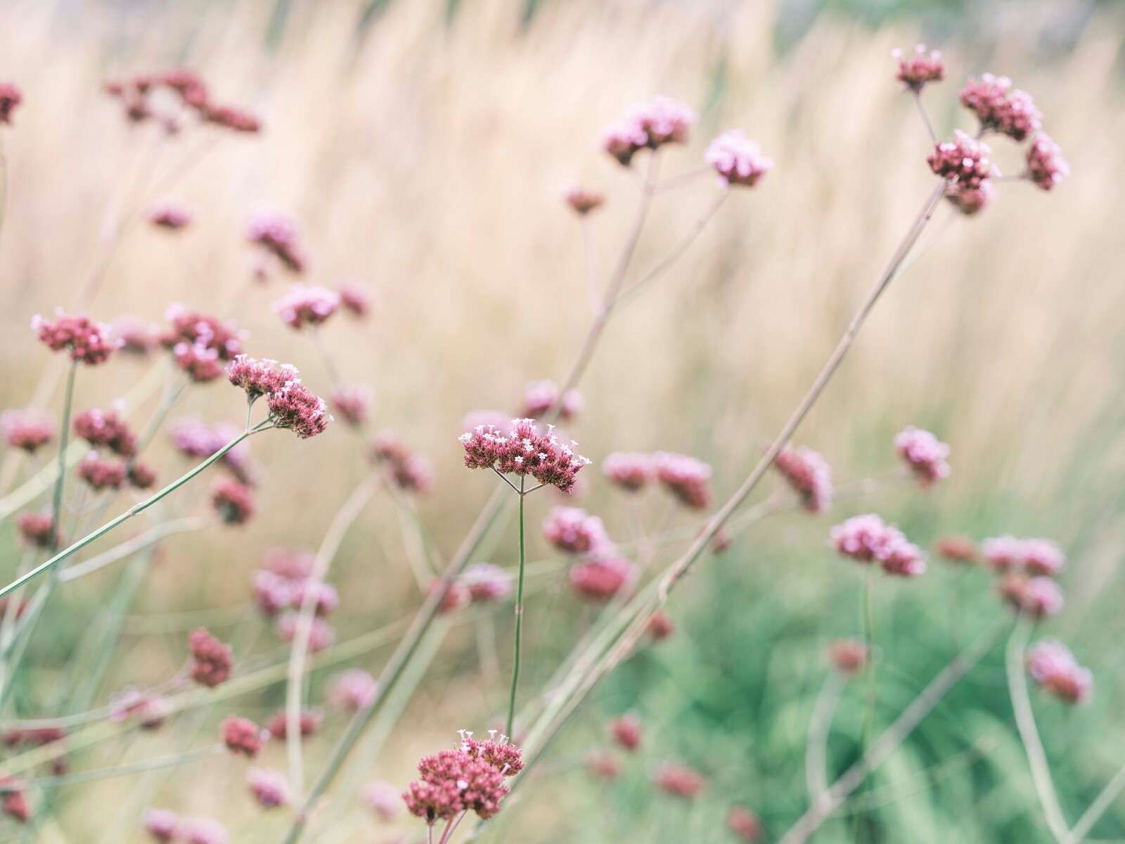 Soft pink meadow flowers