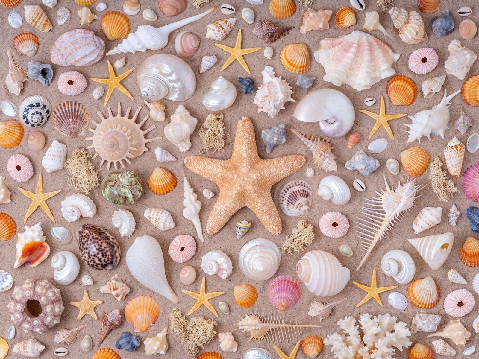 Full collection of seashells.