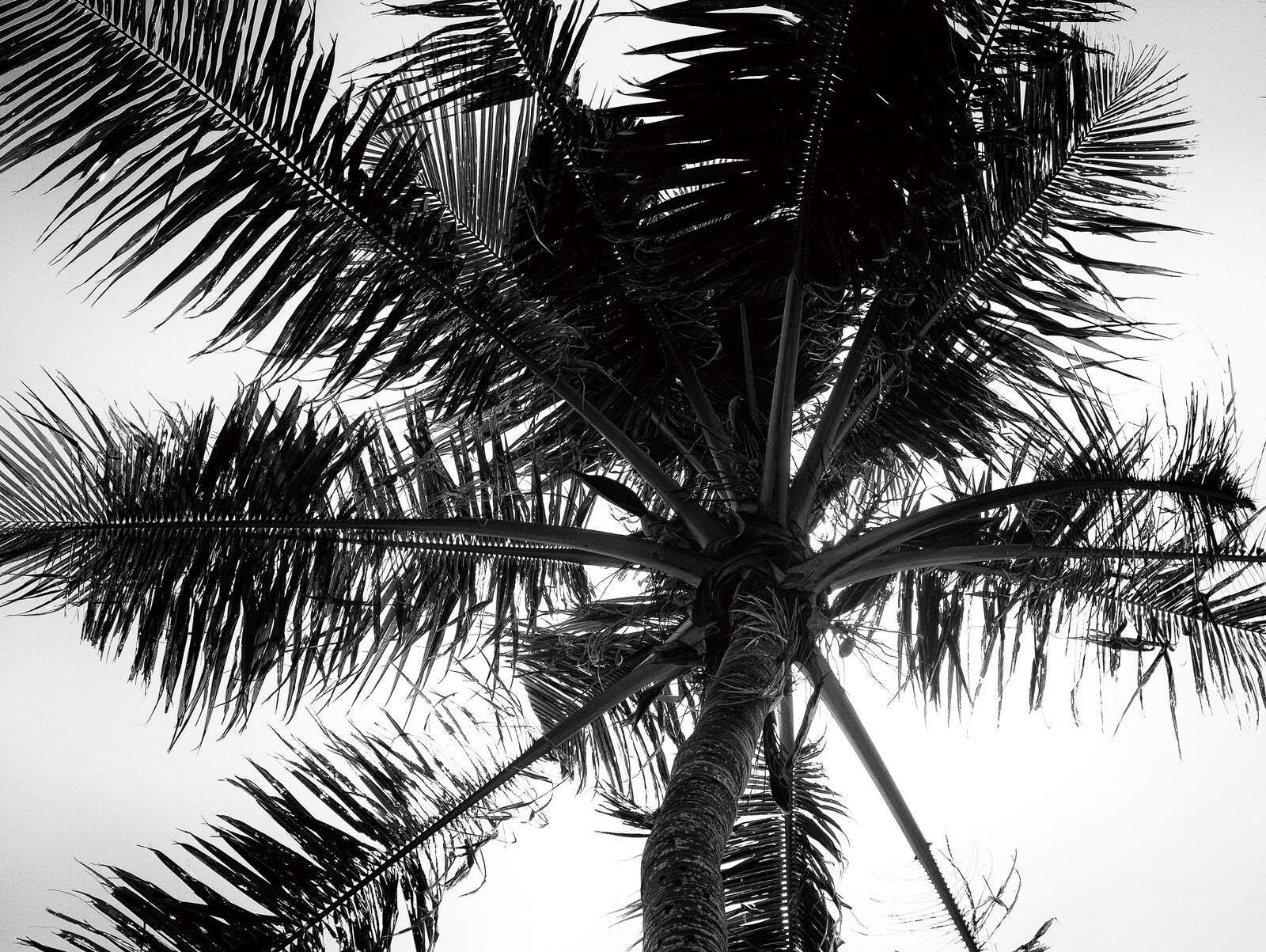 Tropical Palm in Black and White