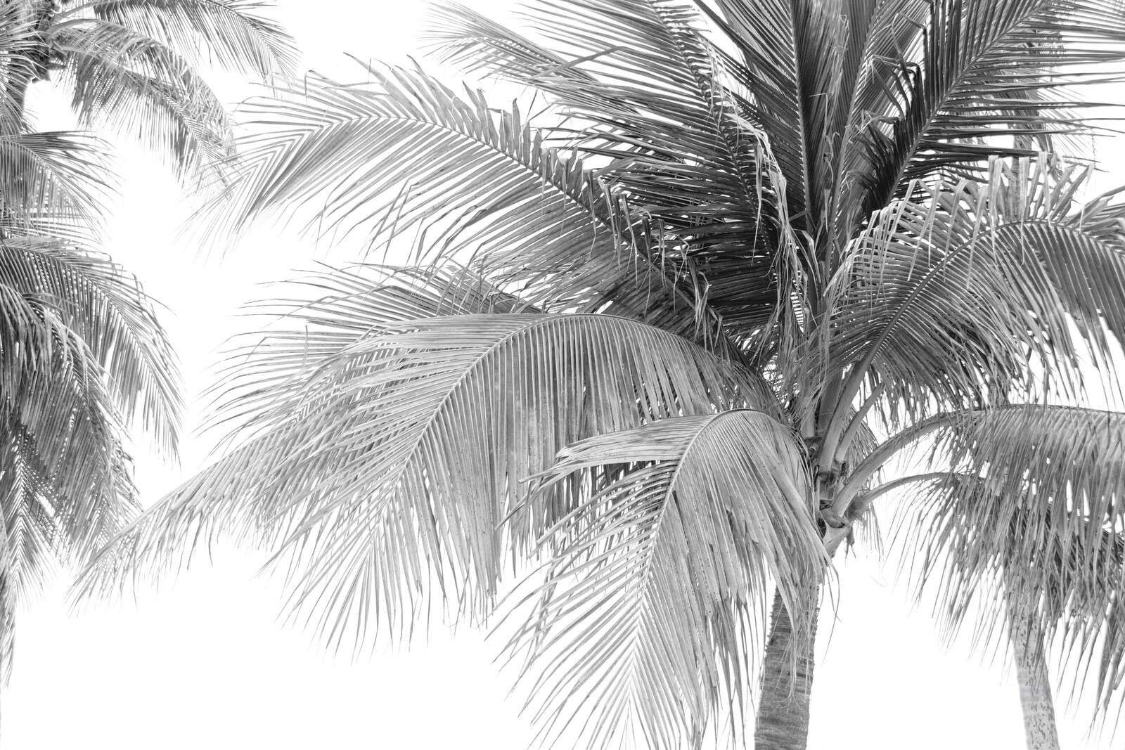 Palm leaves in bright sunlight