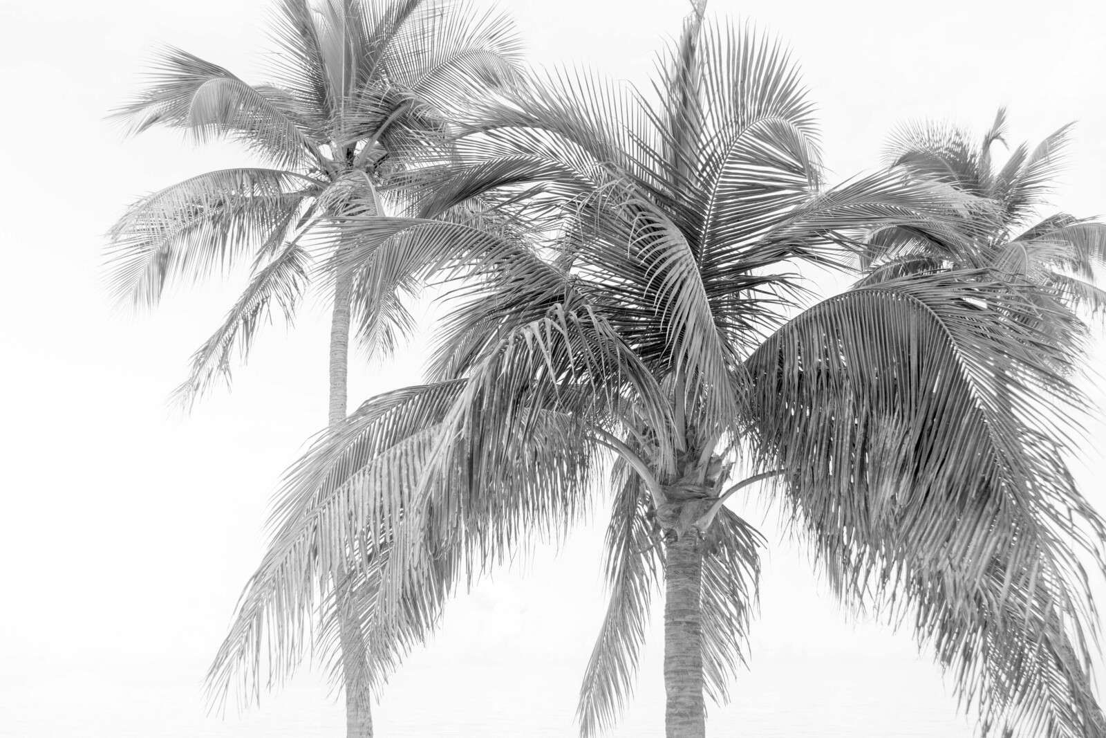 Palm Group In Light Coastal Mist