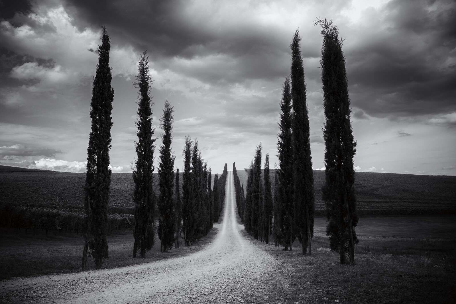 Cypress Lane In Tuscan Silence