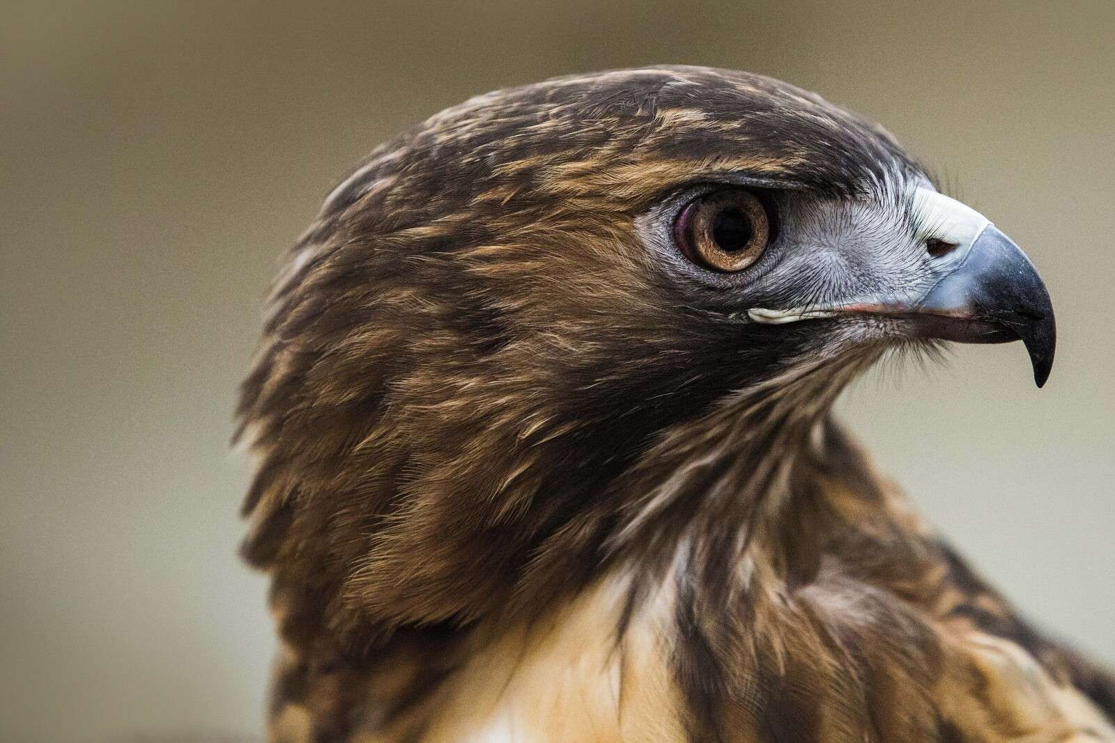 Eagle in Warm Feathers