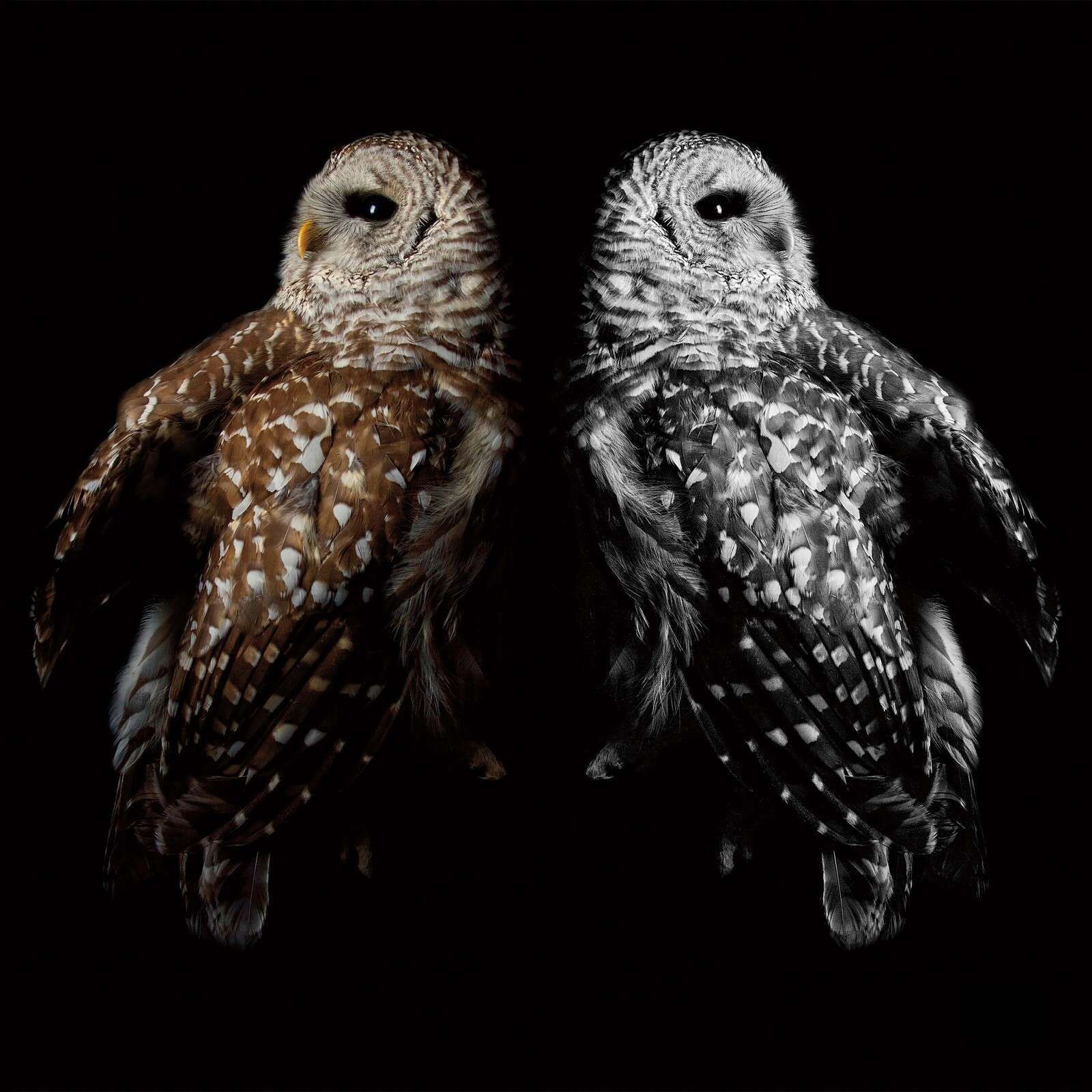 Twin Owls In Backlight