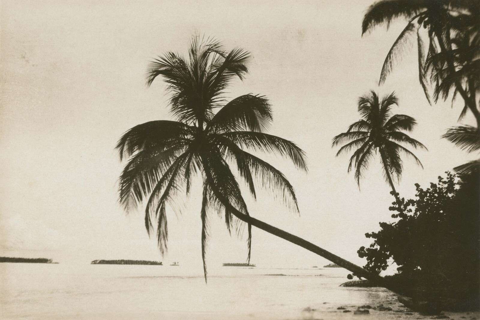 Tropical Palms in Sepia View