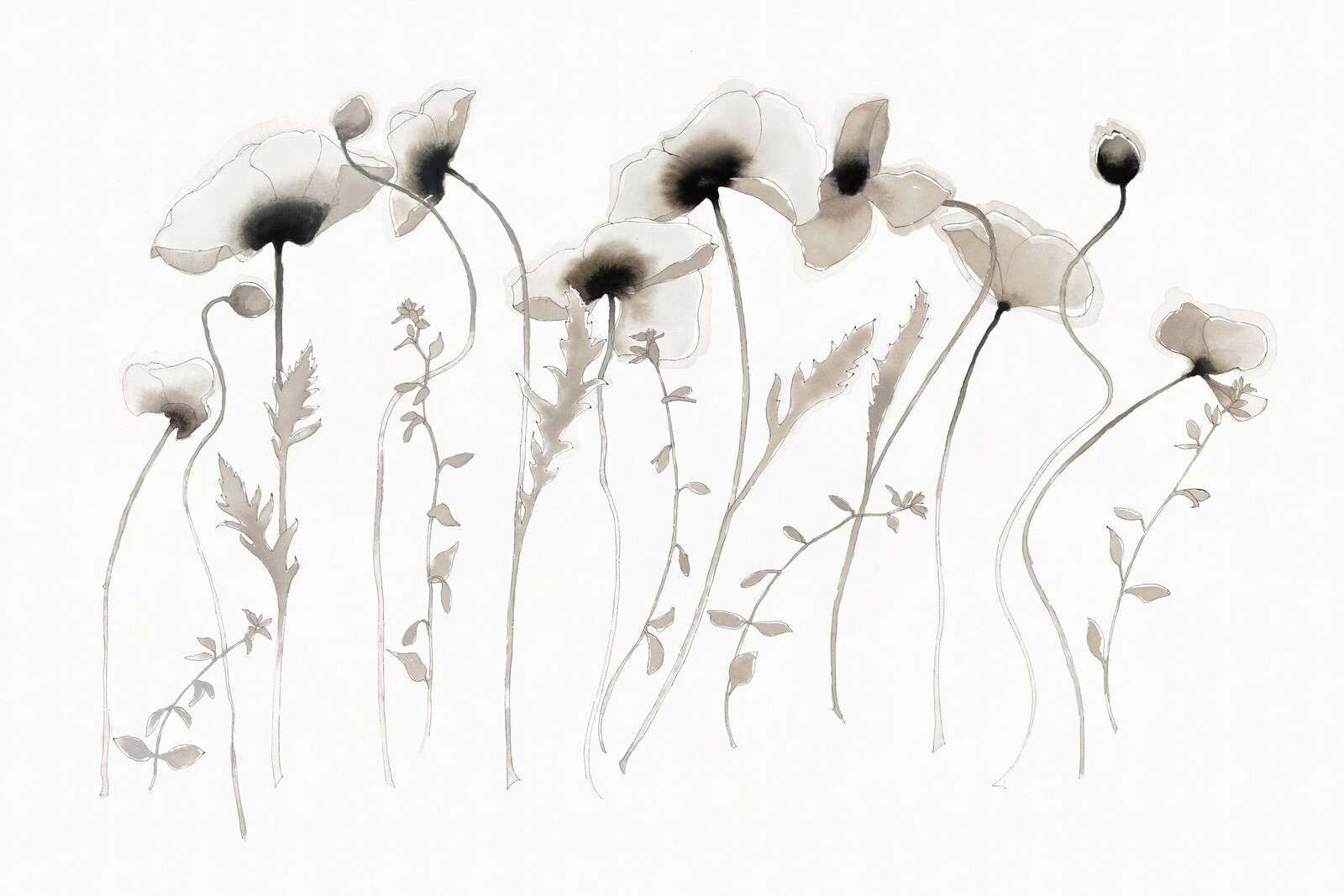 Poppies in ink-gray silence